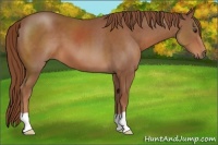 Horse Color:Chestnut 