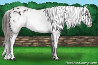 Horse Color:Brown Tobiano Appaloosa 