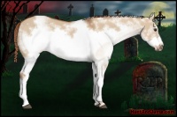Horse Color:White Spotted Red Dun Frame 
