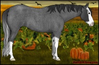 Horse Color:Blue Roan Splash 