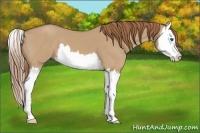 Horse Color:Red Dun Splash 