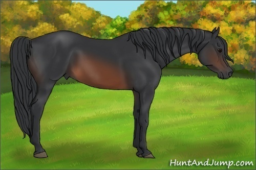 Horse Color: Brown 