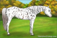 Horse Color:Brown Appaloosa 