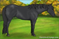 Horse Color:Black Sabino 