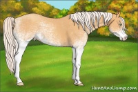 Horse Color:White Spotted Silver Sable Cream Champagne Rabicano 