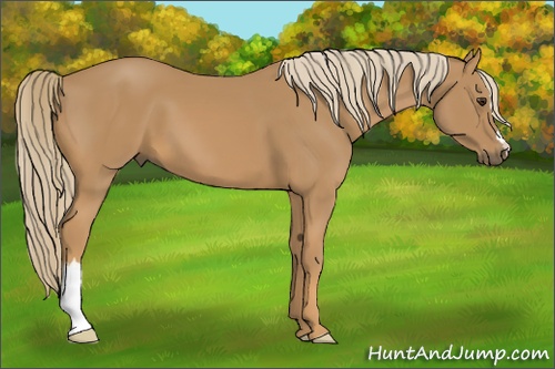 Horse Color: Chestnut 