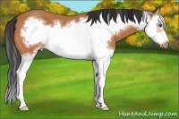 Horse Color:Bay Splash Frame 