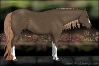 Horse Color:Chocolate Palomino 