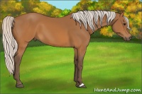 Horse Color:Silver Buckskin 