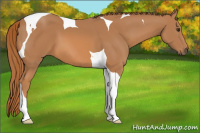 Horse Color:Chestnut Tobiano