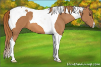 Horse Color:Chestnut Tobiano