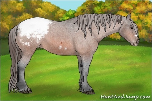 Horse Color: Bay Frame Snowcap 