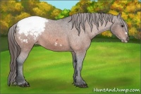 Horse Color:Bay Frame Appaloosa 