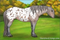 Horse Color:Bay Appaloosa 