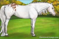 Horse Color:Silver Bay Appaloosa Rabicano
