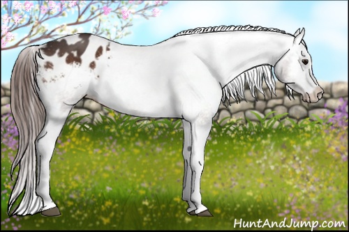 Horse Color: Bay Blanket Rabicano 