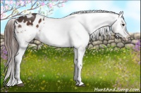 Horse Color:Bay Appaloosa Rabicano 