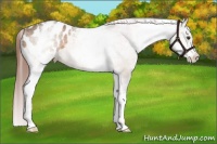 Horse Color:White Spotted Brown Dun Varnish 