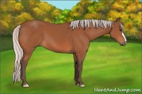 Horse Color:Silver Bay 