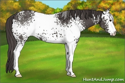 Horse Color: ERROR: UNKNOWN ANOMALY