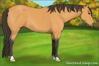 Horse Color:Buckskin 