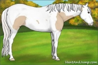 Horse Color:Silver Bay Dun Splash Tobiano 