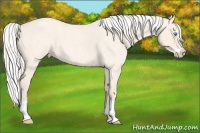 Horse Color:Silver Perlino Roan Splash 