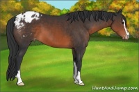 Horse Color:Brown Sabino Appaloosa 