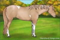 Horse Color:Chestnut Pearl Tobiano 