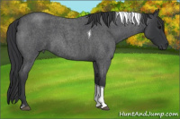 Horse Color:Blue Roan Tobiano 