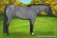 Horse Color:Blue Roan 