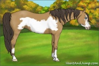 Horse Color:Buckskin Frame 