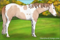 Horse Color:Gold Champagne Roan Splash Tobiano Rabicano