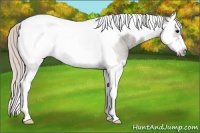 Horse Color:Silver Grullo Roan Splash Tobiano Frame Rabicano