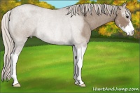 Horse Color:Silver Grullo Roan Sabino Rabicano 