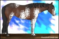 Horse Color:White Spotted Brown Rabicano 
