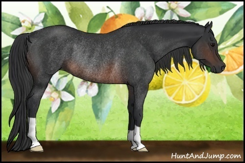 Horse Color: Brown Rabicano 