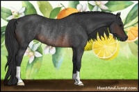 Horse Color:Brown Rabicano 