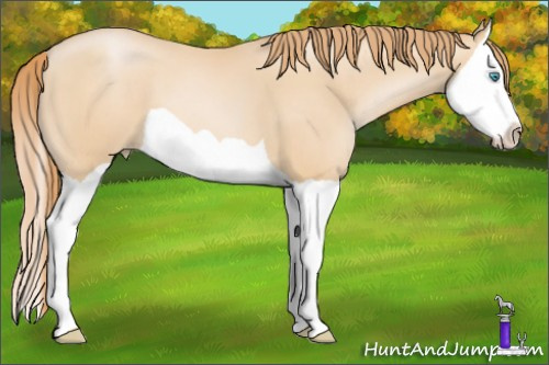Horse Color: Buckskin Pearl Splash 