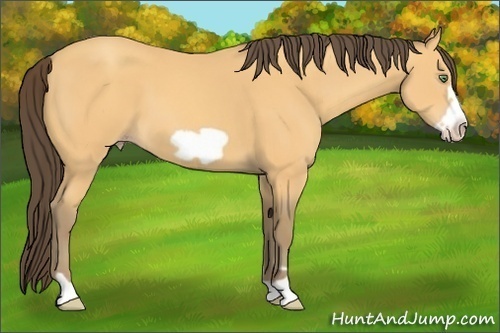 Horse Color: Amber Cream Champagne Frame 