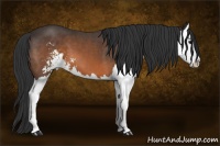 Horse Color:Brown Sabino Splash 
