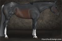 Horse Color:White Spotted Brown 