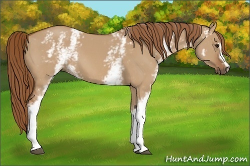 Horse Color: White Spotted Red Dun 