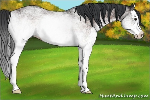 Horse Color: White Spotted Brown Splash 