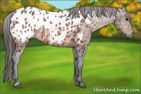 Horse Color:Brown Ice Near Leopard 