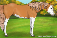 Horse Color:Chocolate Palomino Splash
