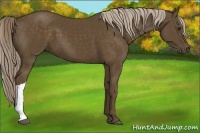 Horse Color:Chocolate Palomino 