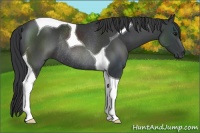 Horse Color:Black Tobiano Rabicano 