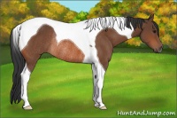 Horse Color:Bay Tobiano Rabicano 