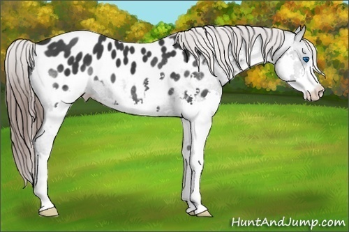 Horse Color: Black Splash Blanket 